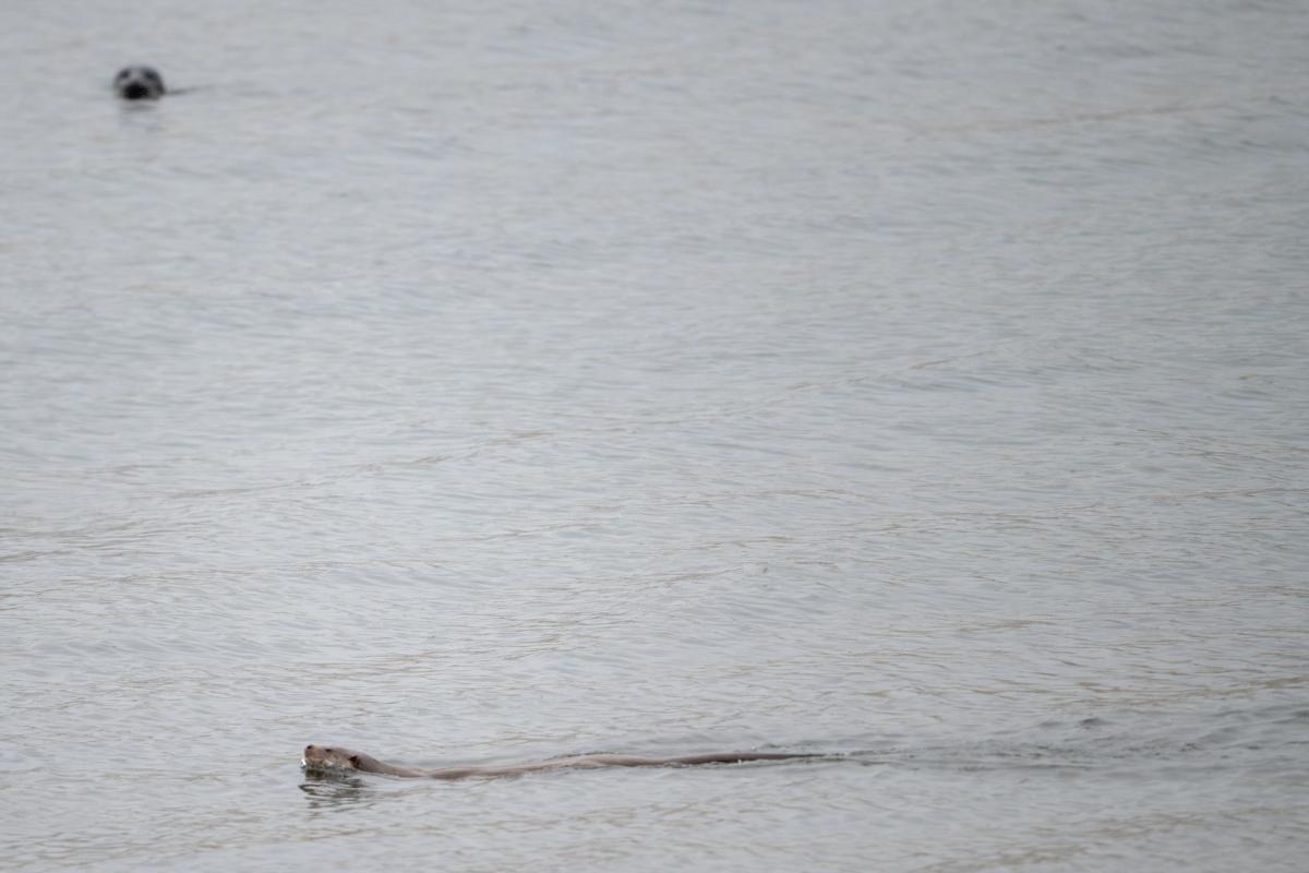 Otter and Seal