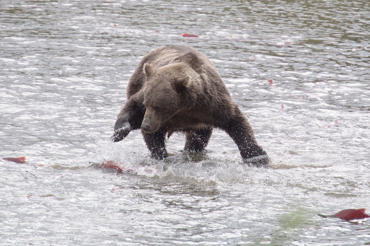 Brown Bear, Katmai National Park and Preserve, Alaska, USA (2017)