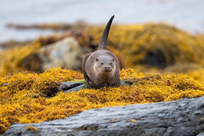 Otters (Isle of Mull)