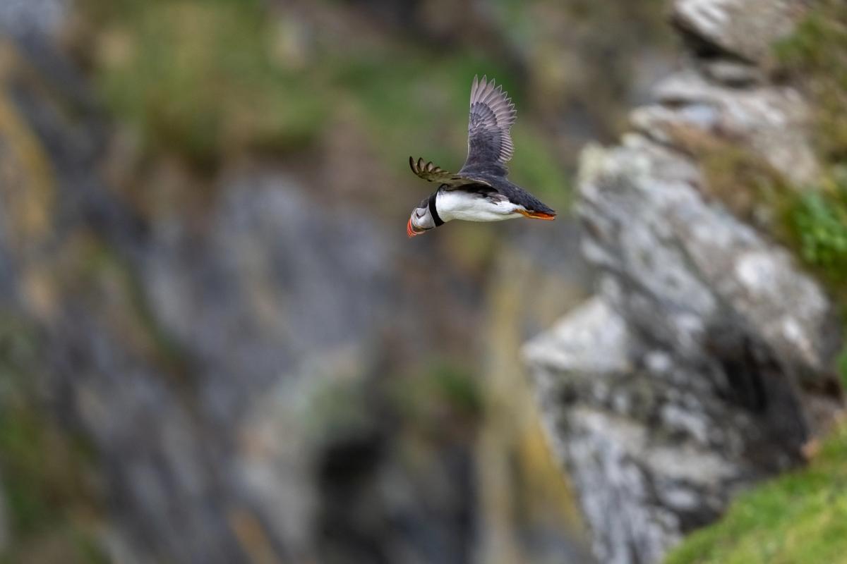 Puffin Flying, Shetland Isles, UK (2021)