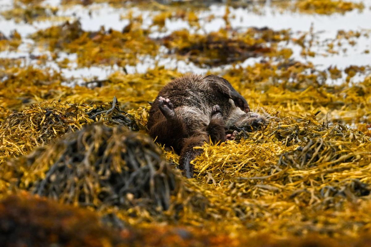 Otter Rolling