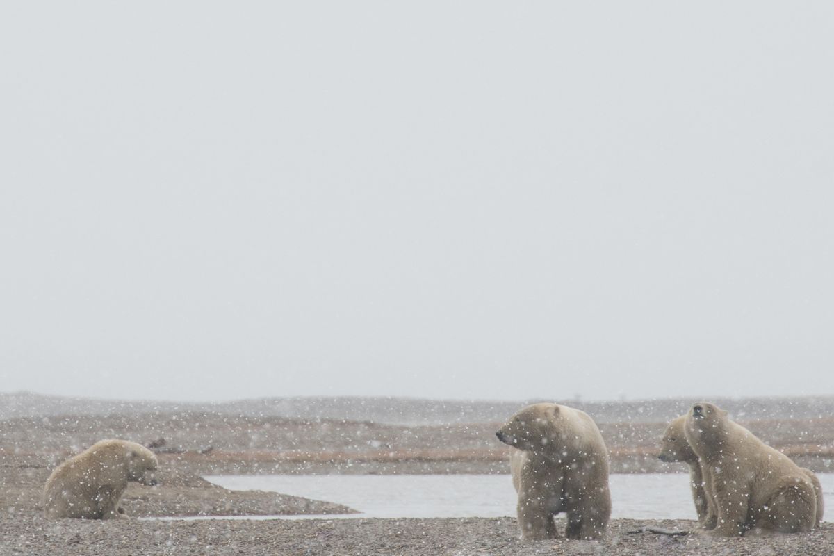 Polar Bears in Snow, Katovik, Alaska, USA (2017)