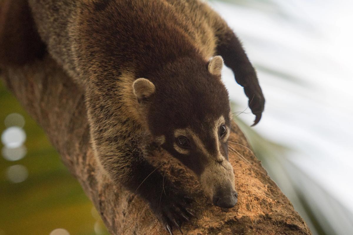 Coati, Osa Peninsula, Costa Rica (2017)