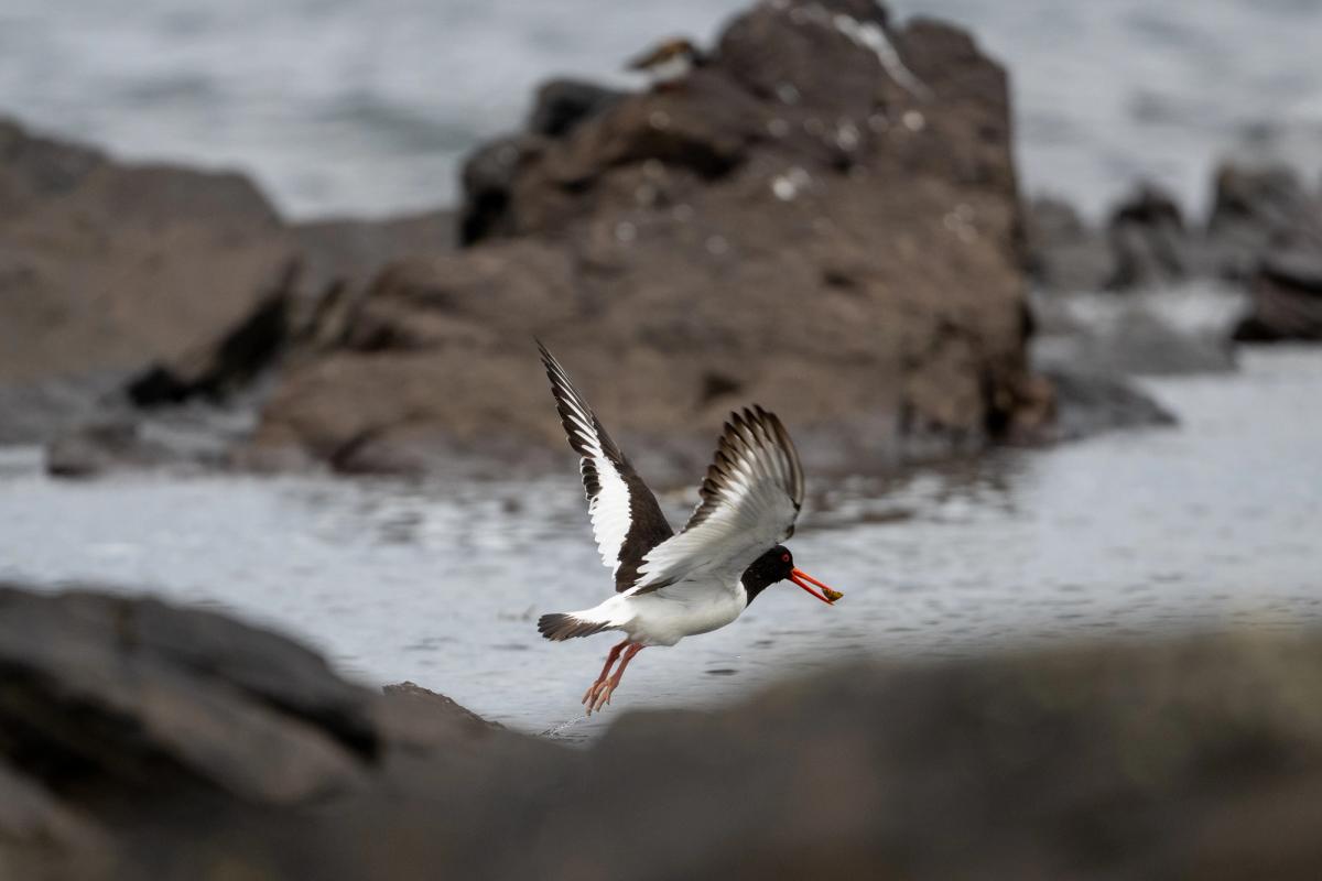 Oystercatcher, Shetland Isles, UK (2021).jpg