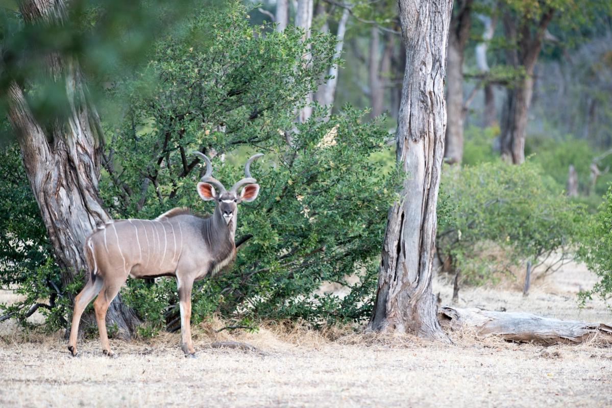 Kudu, Mana Pools, Zimbabwe (2014)