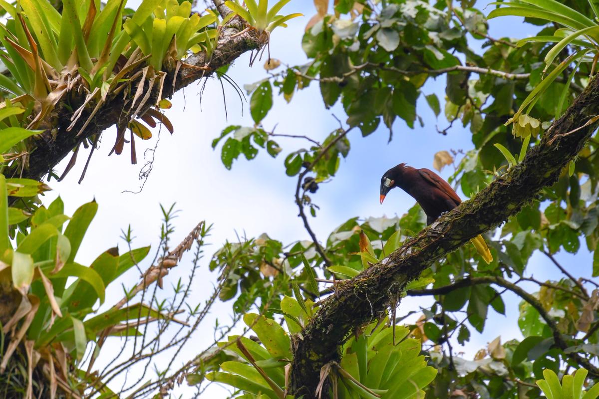 Montezuma's Oropendola, Arenal, Costa Rica (2017)