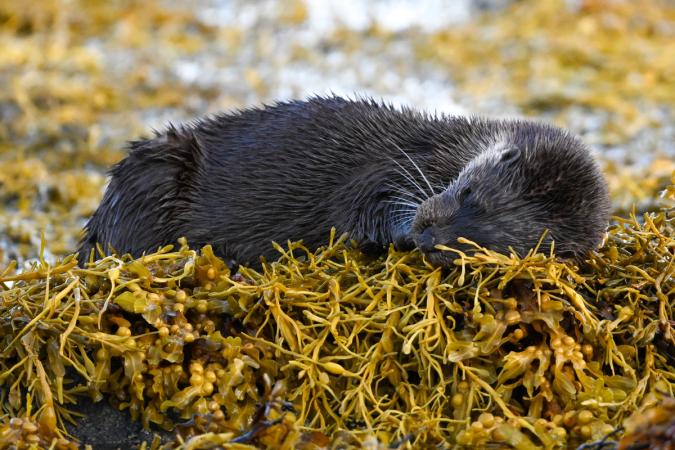 Otters (Isle of Mull)