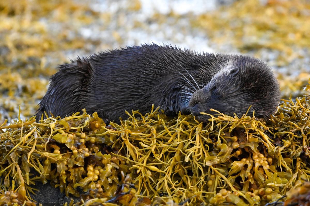 Otter Relaxation