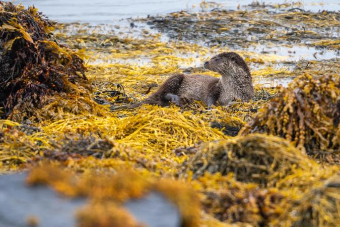 Otters (Isle of Mull)