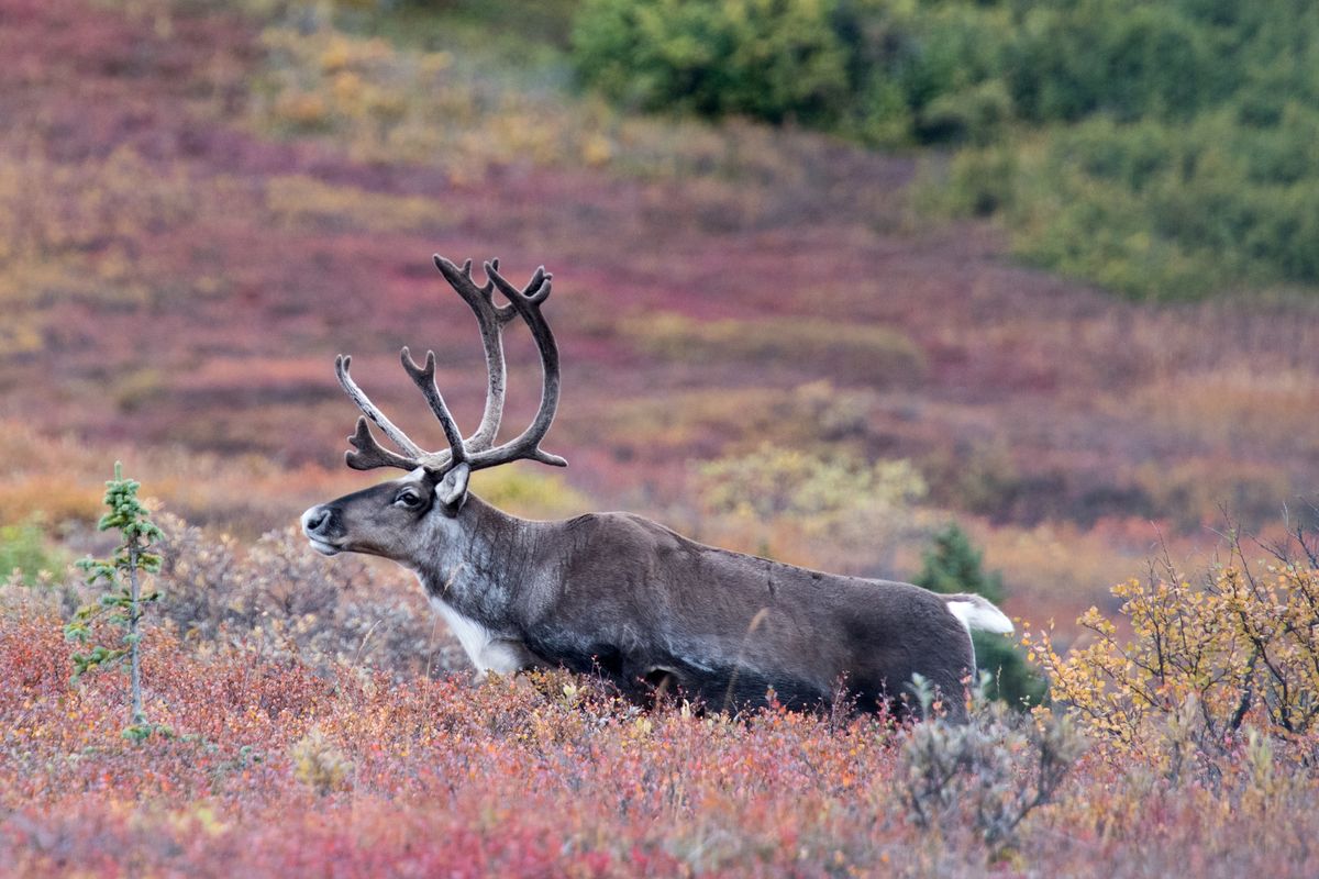 Caribou, Denali National Park, Alaska, USA (2017)