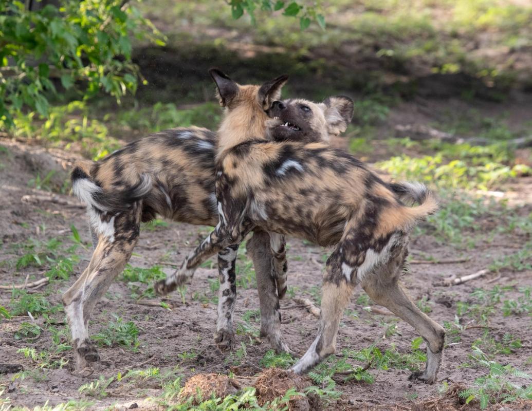 Wild dogs, Linyanti, Botswana (2019)