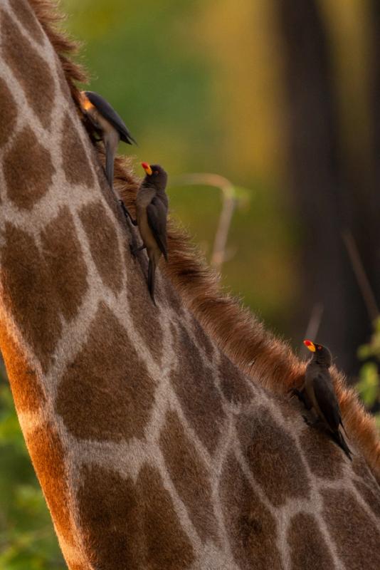 Ox Pecker, Linyanti, Botswana (2019)