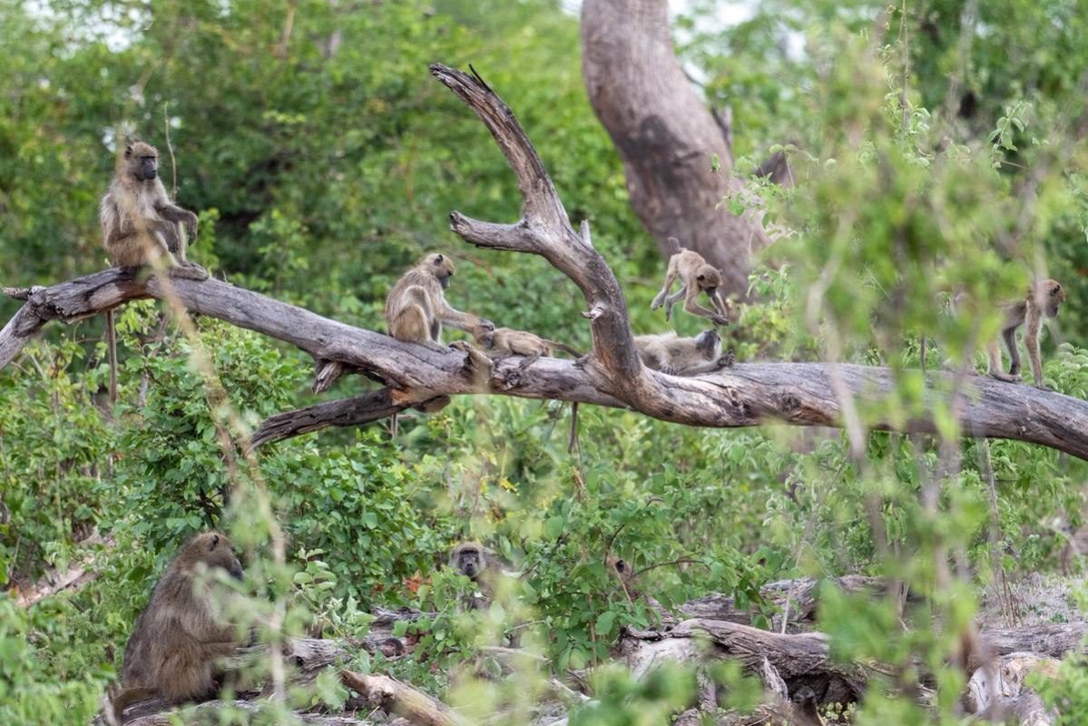 Baboons, Linyanti, Botswana (2019)