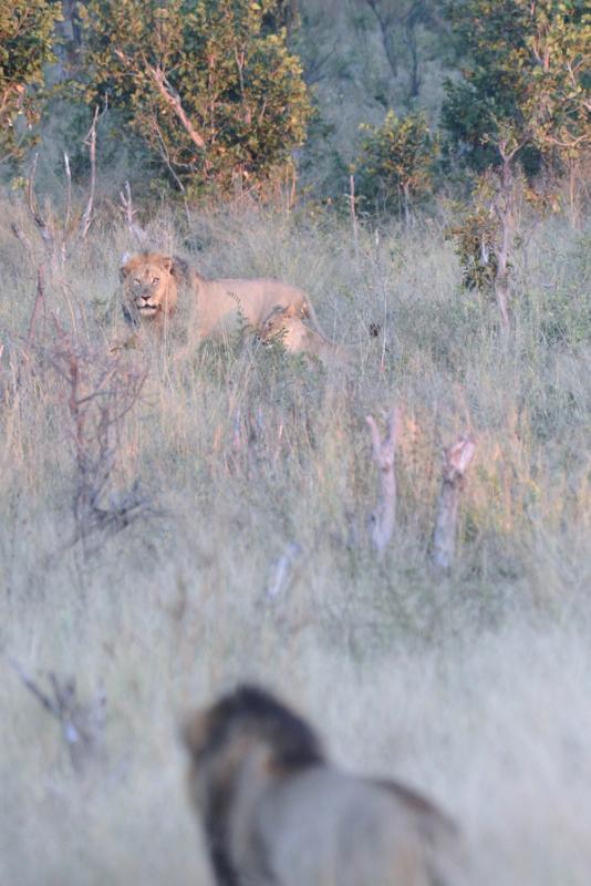 Lions, Hwange National Park, Zimbabwe (2014)