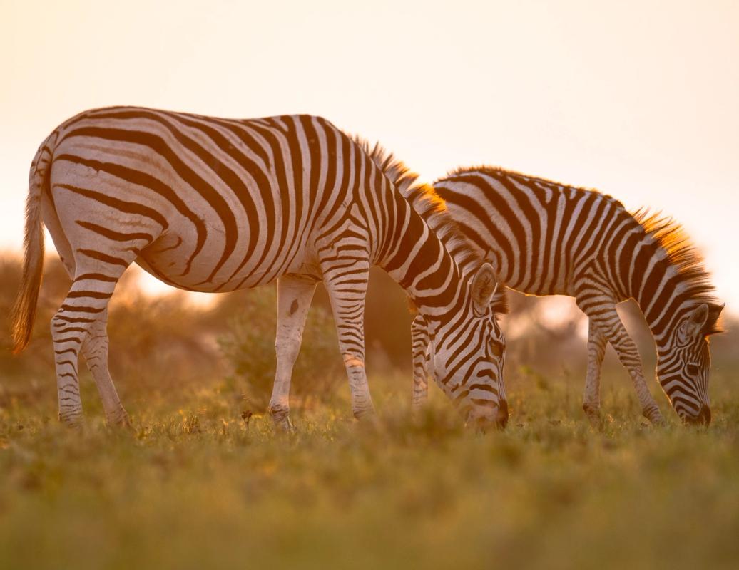 Zebra, Nxai Pan, Botswana (2020)