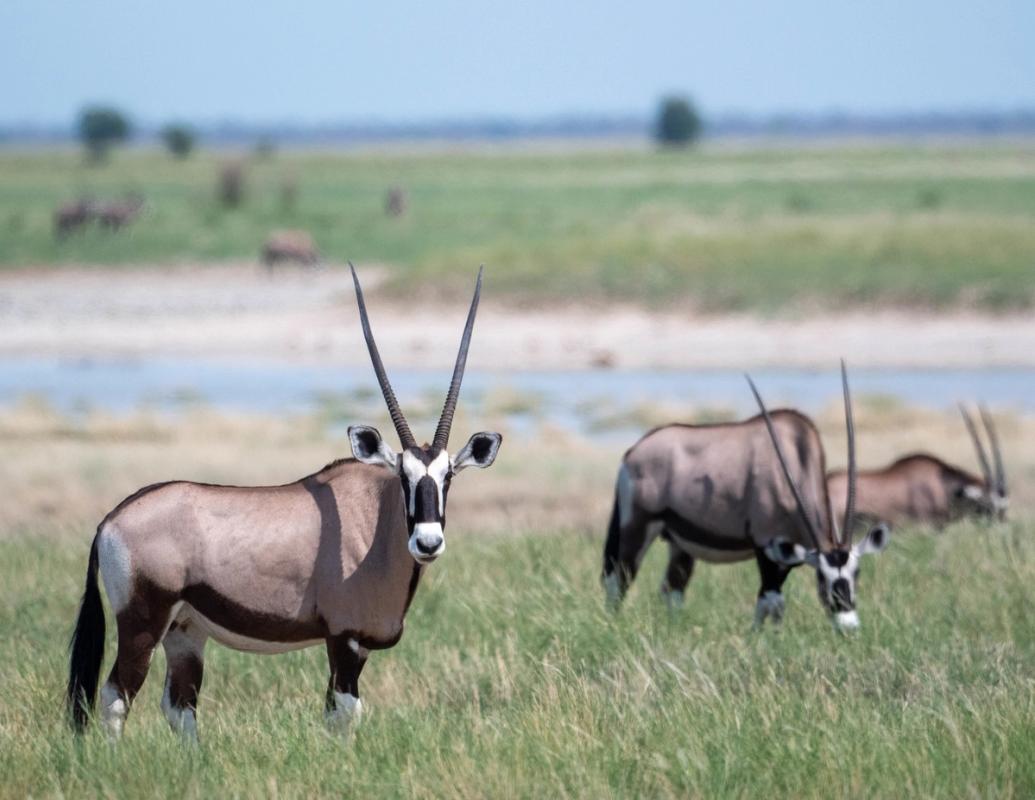 Oryx, Nxai Pan, Botswana (2020)