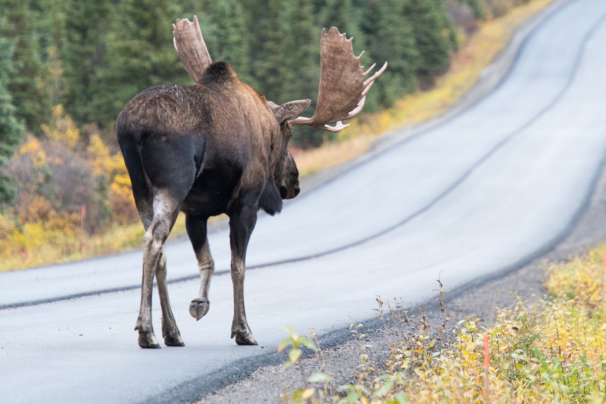 Moose, Denali National Park, Alaska, USA (2017)