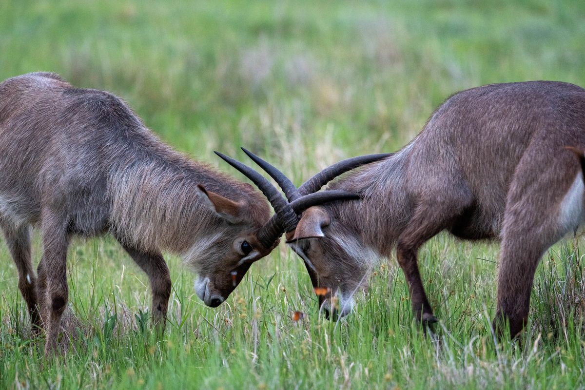 Waterbuck, Khwai, Botswana (2019)