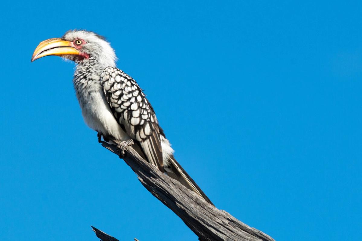 Hornbill, Mana Pools, Zimbabwe (2014)