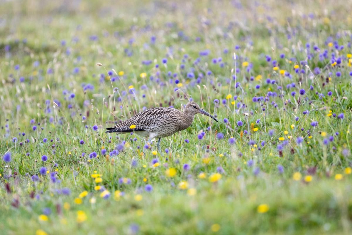 Curlew, Shetland Isles, UK (2021)