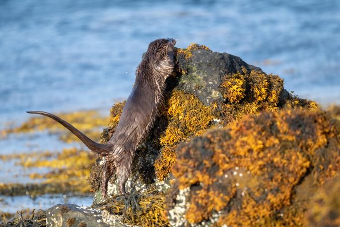 Otters (Isle of Mull)