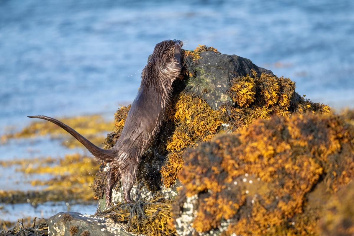 Otter Climbing Up