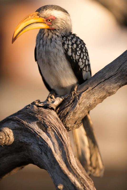 Hornbill, Hwange National Park, Zimbabwe (2014)