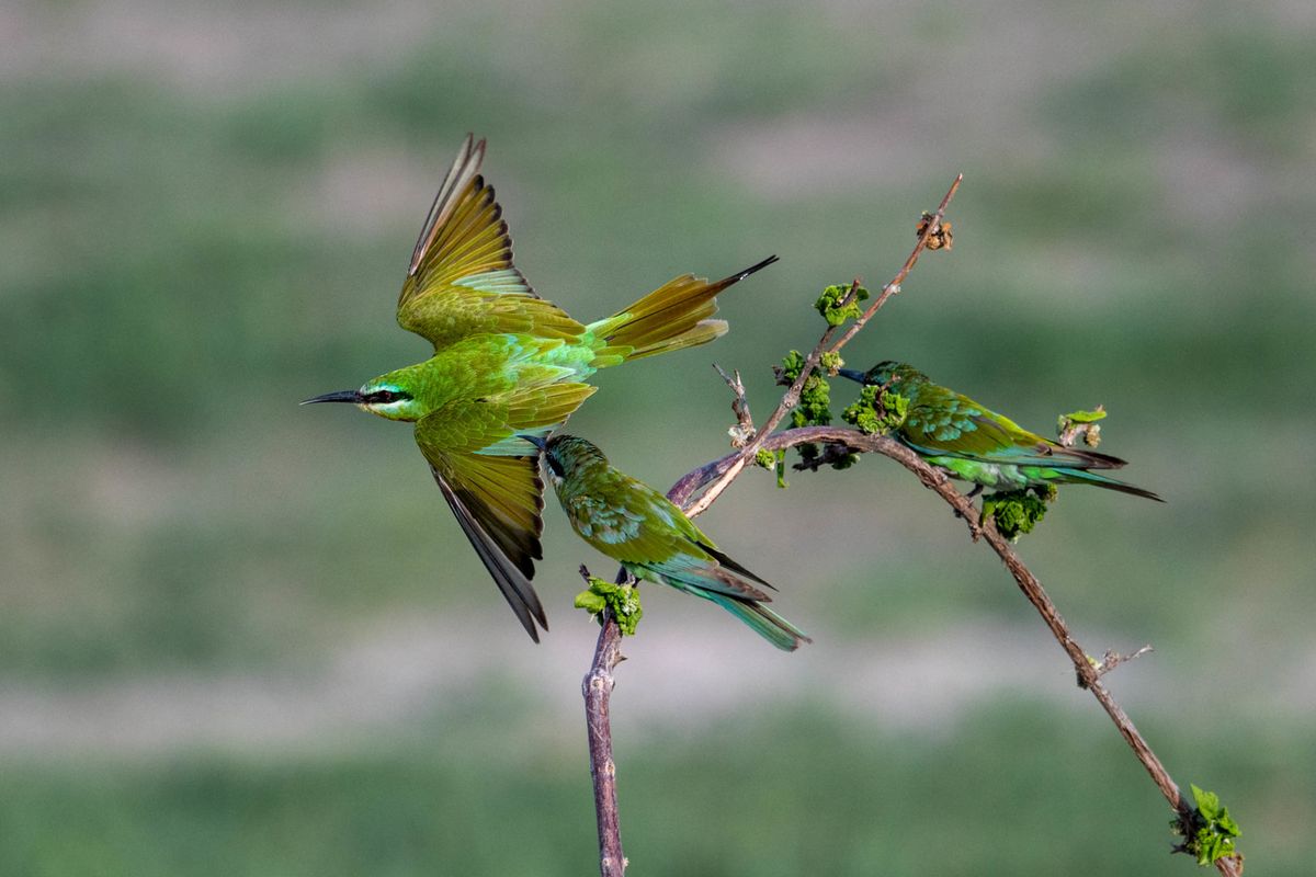 Blue-cheeked bee-eater, Linyanti, Botswana (2019)