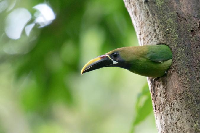 Costa Rica