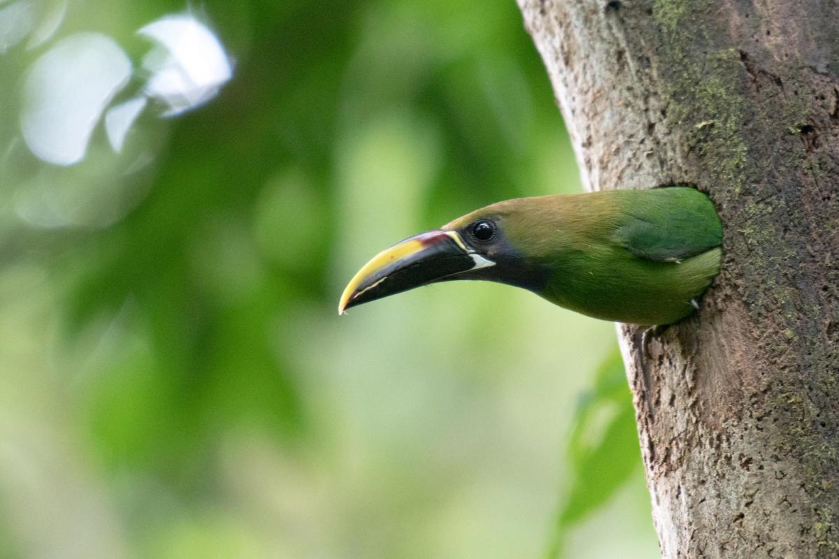 Emerald Toucanet, Monteverde, Costa Rica (2017)