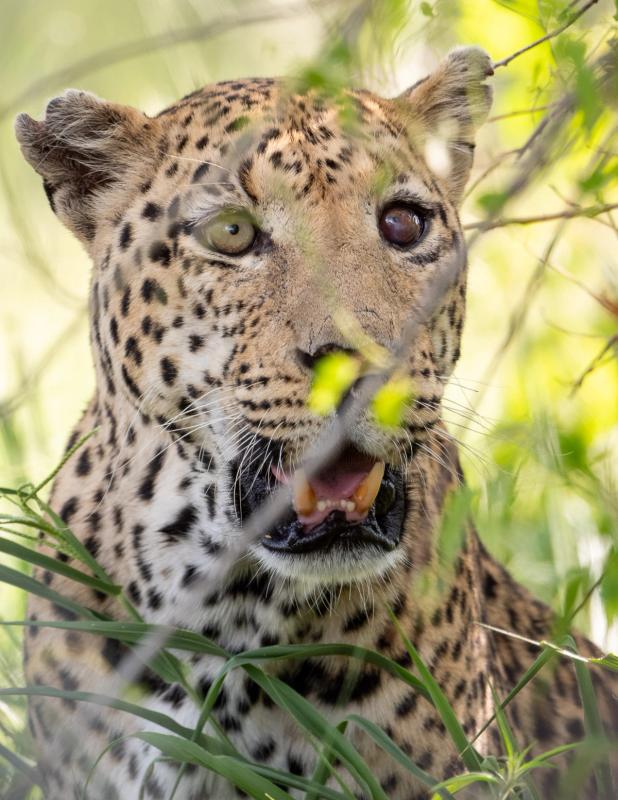 Leopard, Khwai, Botswana (2019)