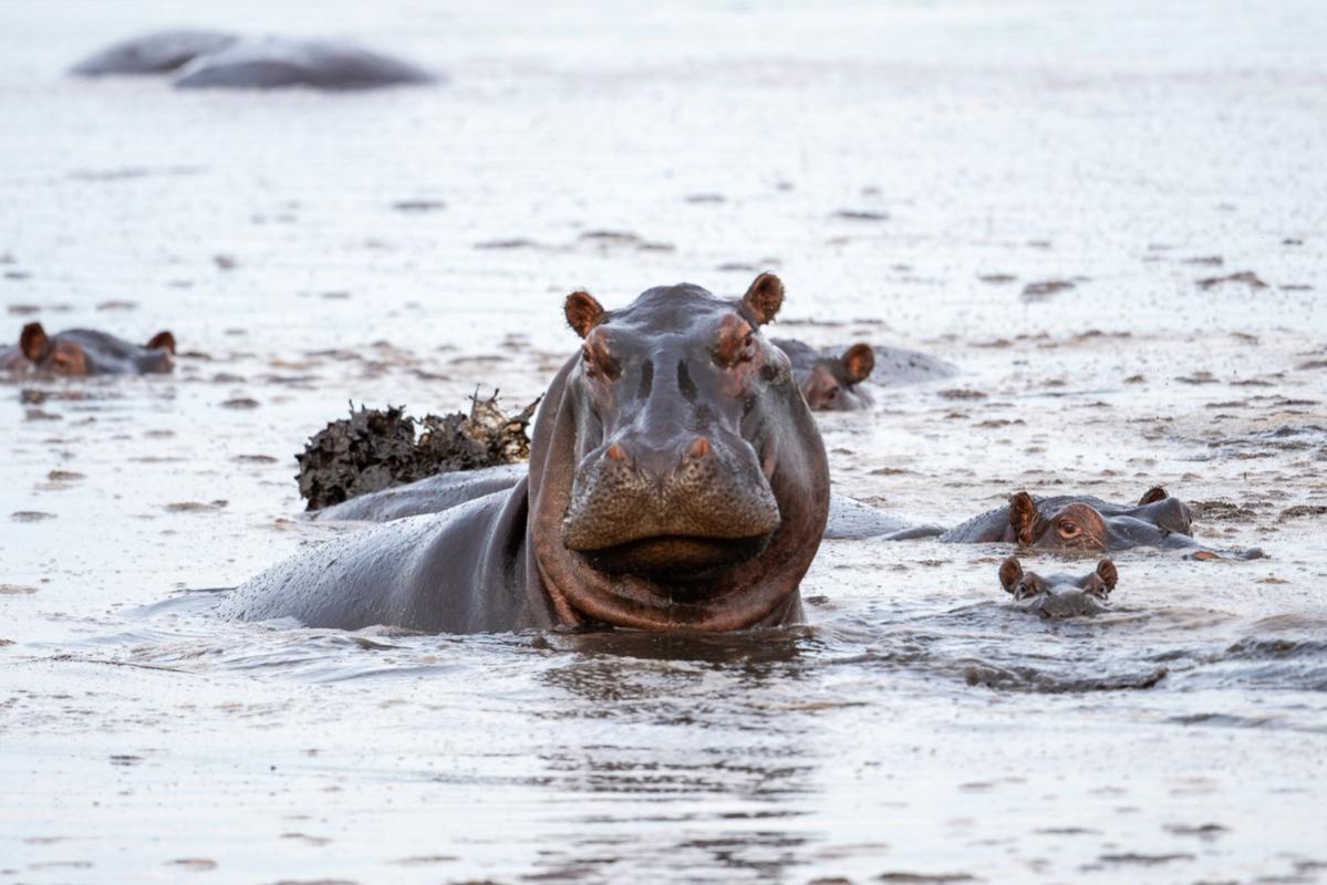 Baby Hippo, Linyanti, Botswana (2019)