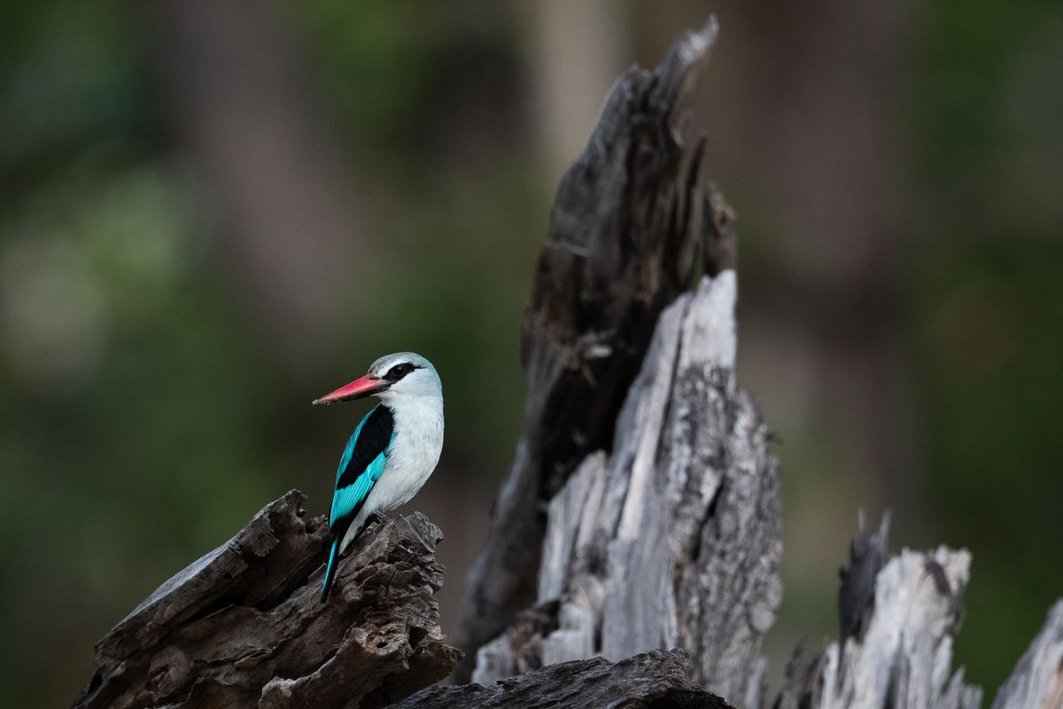 Woodland Kingfisher, Khwai, Botswana (2020)