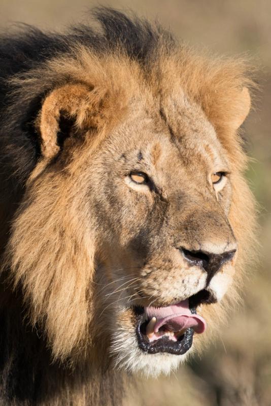 Lion Cecil (Portrait), Hwange National Park, Zimbabwe (2014)