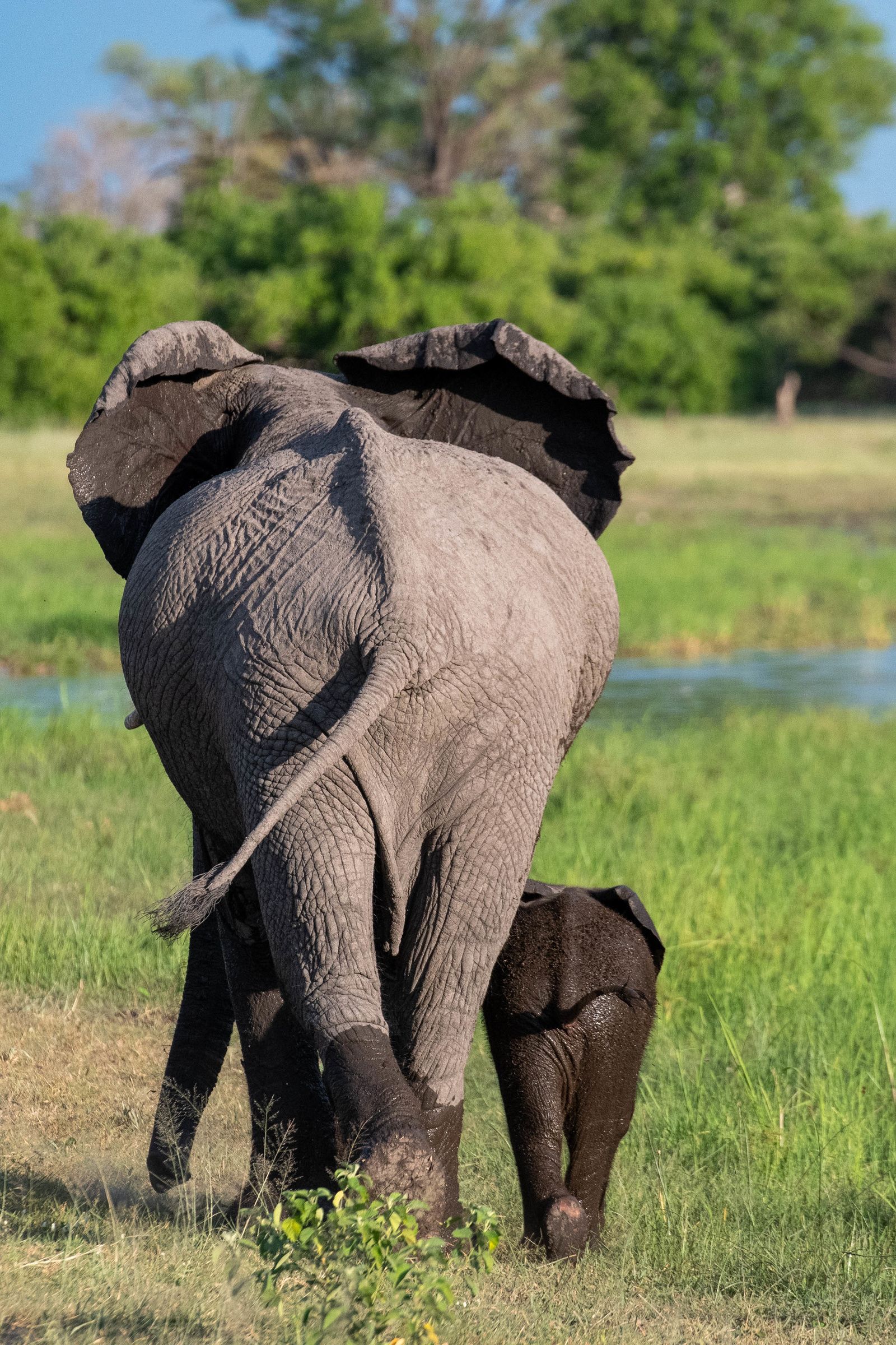 Elephants, Khwai, Botswana (2019)