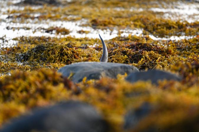 Otters (Isle of Mull)