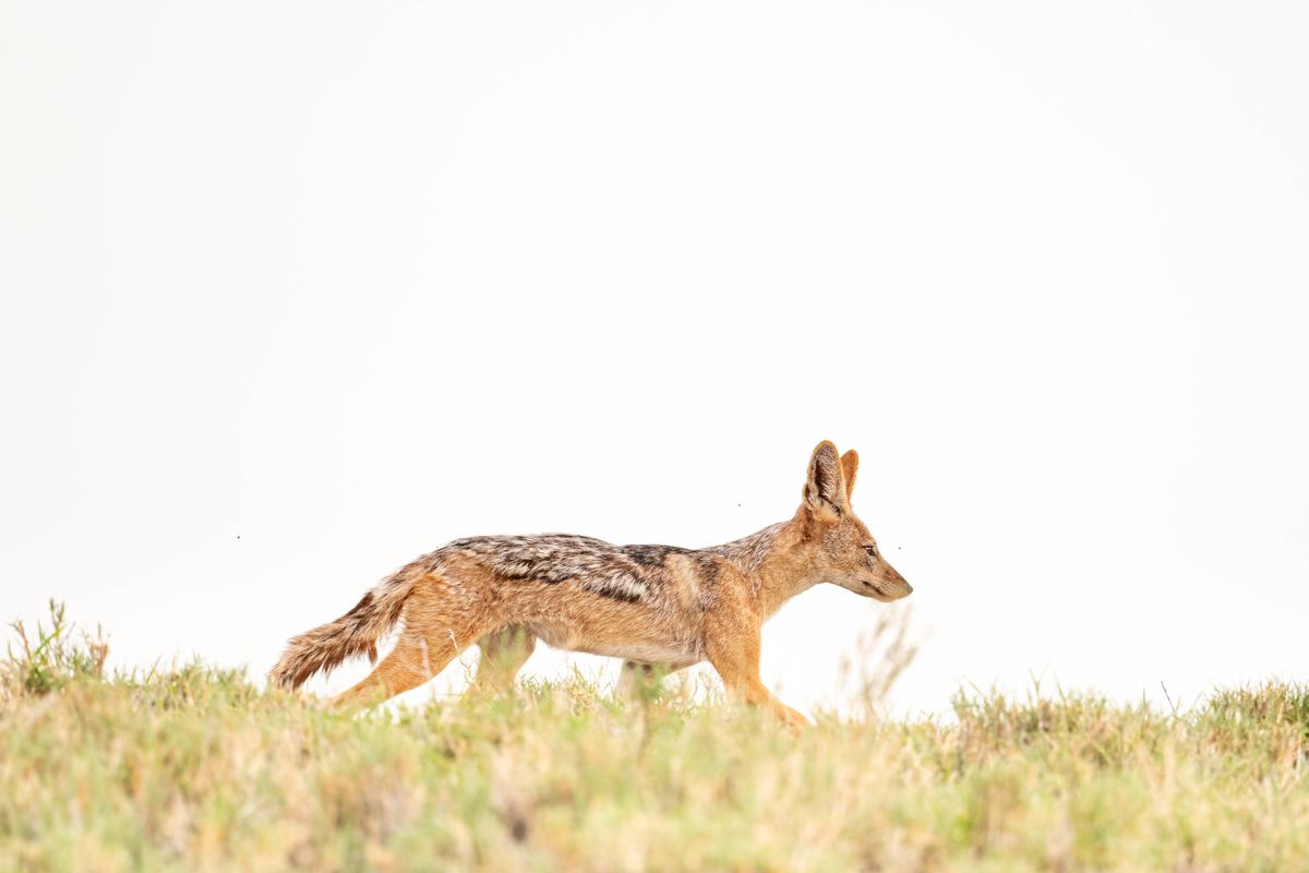 Black-backed jackal, Nxai Pan, Botswana (2020)