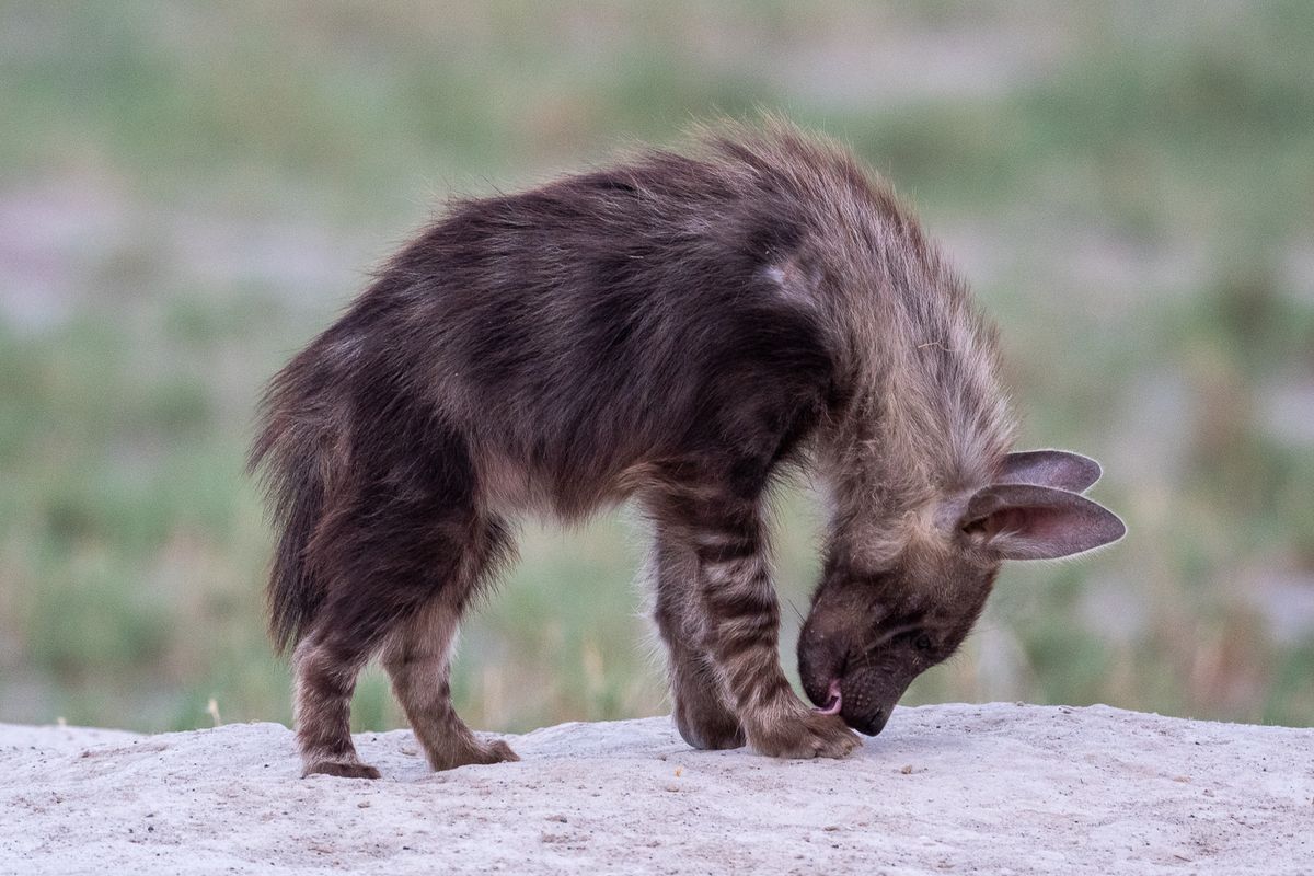 Brown Hyena, Makgadikgadi Pan, Botswana (2020)