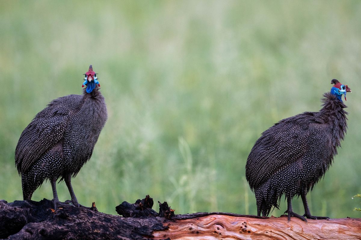 Guineafowl, Khwai, Botswana (2019)