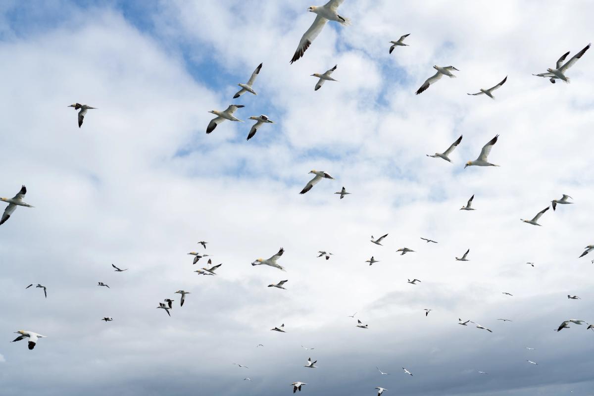 Gannets Flying, Shetland Isles, UK (2021)