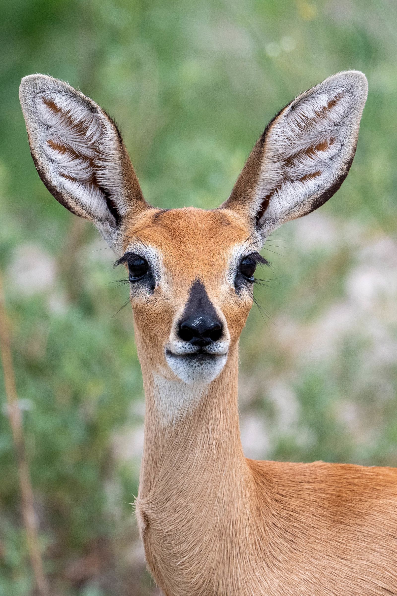 Steenbok, Nxai Pan, Botswana (2020)
