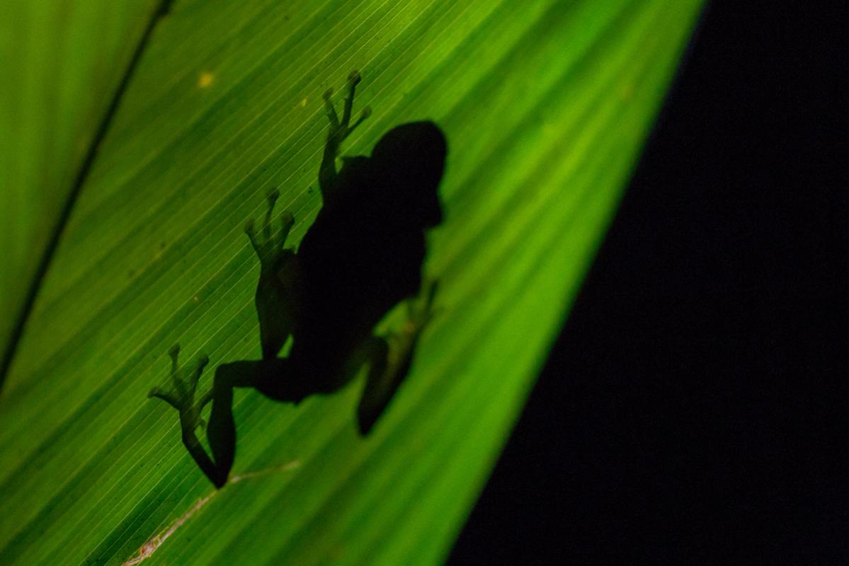 Frogs, Arenal, Costa Rica (2017)