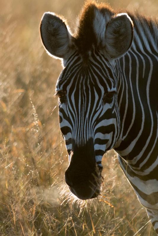 Zebra Breath, Hwange National Park, Zimbabwe (2014)