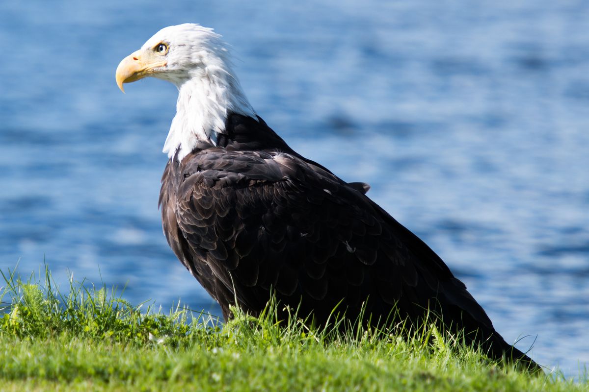 Sea Eagle, Alaska, USA (2017)