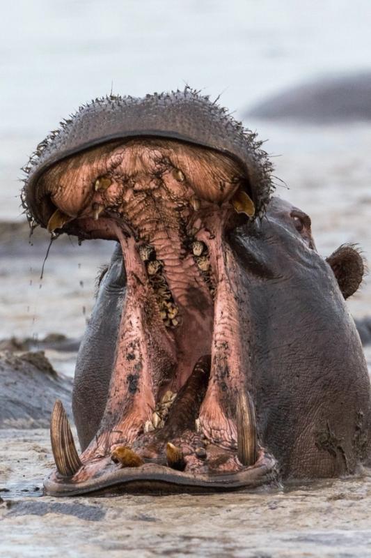 Hippo, Linyanti, Botswana (2019)