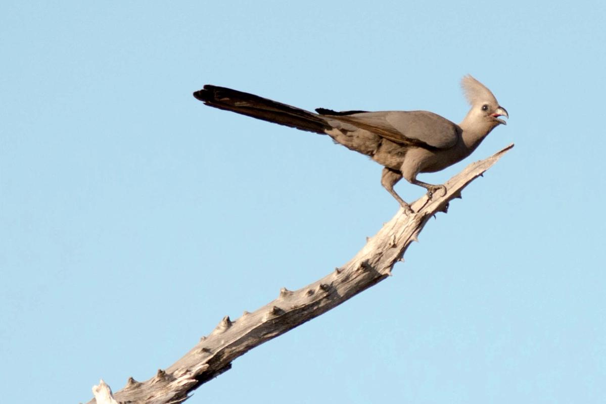 Gray Turaco, Hwange National Park, Zimbabwe (2014)