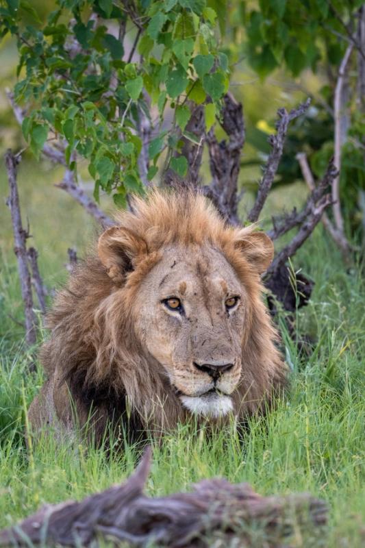 Lion, Khwai, Botswana (2019)