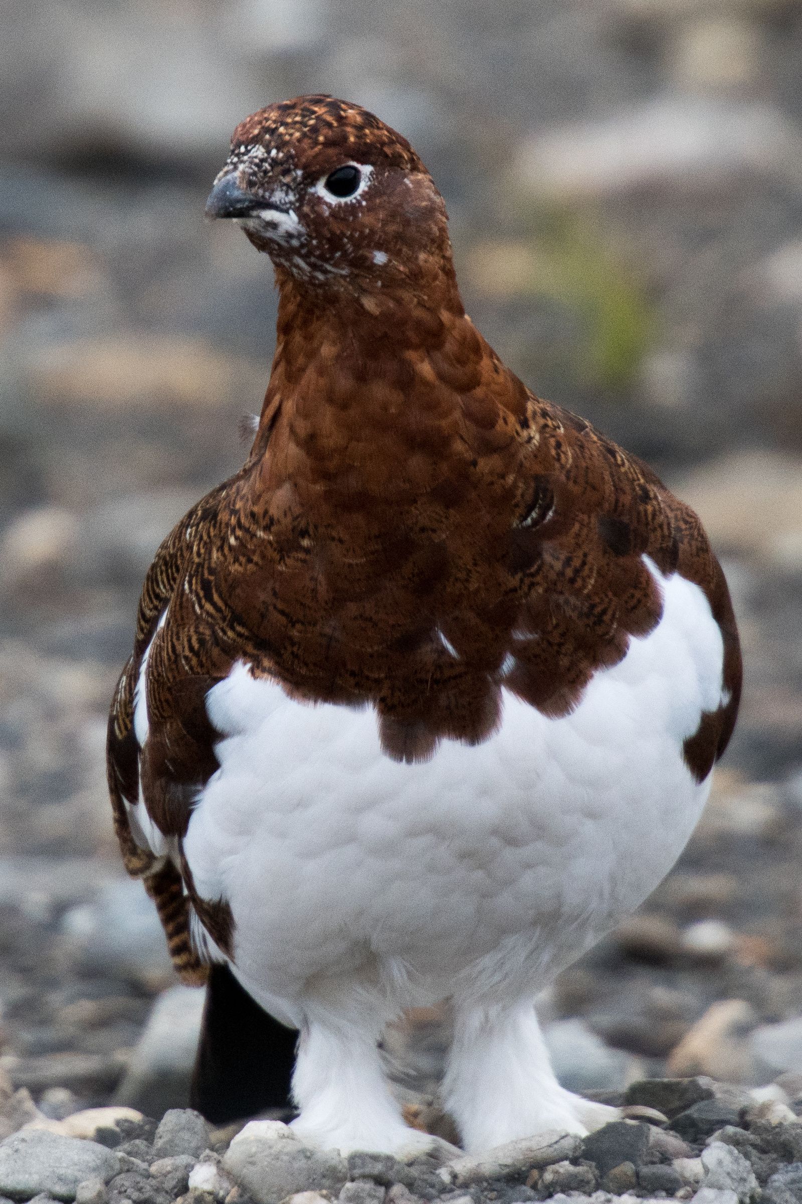 Willow Ptarmigan, Denali National Park, Alaska, USA (2017)