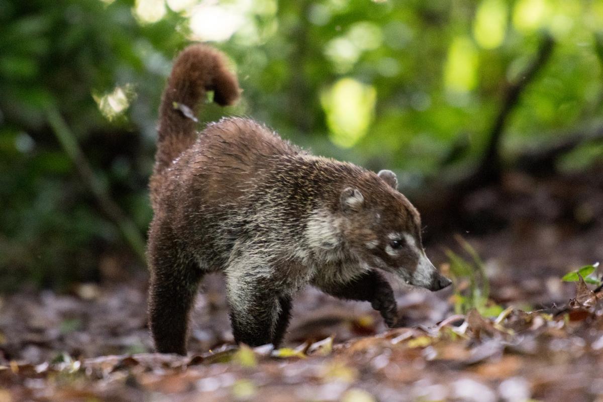 Coati Osa Peninsula Costa Rica (2017)