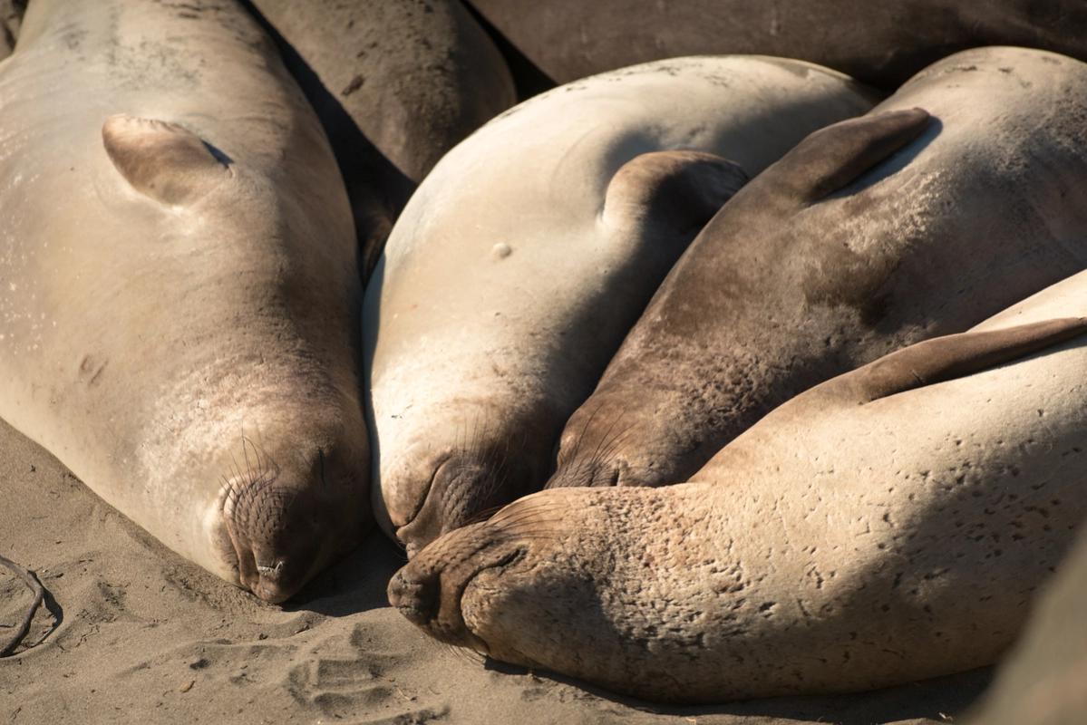 Seals, Pacific Coast, California, USA (2016)